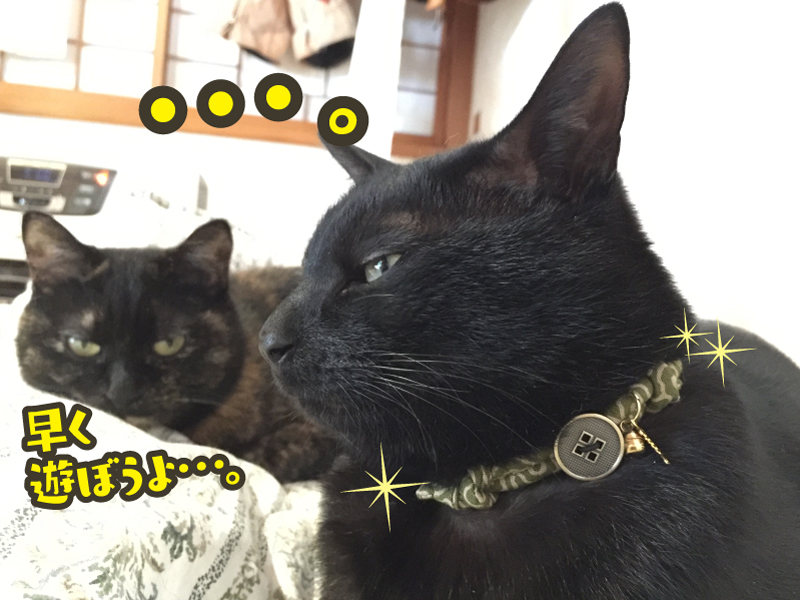 サイズ調節可能・安全バックル付き★ちりめん丸紐風可愛いお魚付き猫の首輪【定形外送料無料】M-0003唐草模様_緑